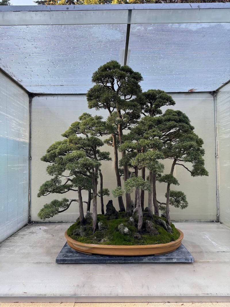 Trees That Have Outlived Entire Empires Trees That Have Outlived Entire Empires