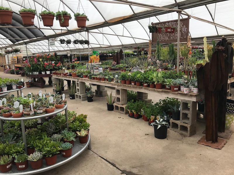 Trees and Shrubs for the Long Game in Your Landscape