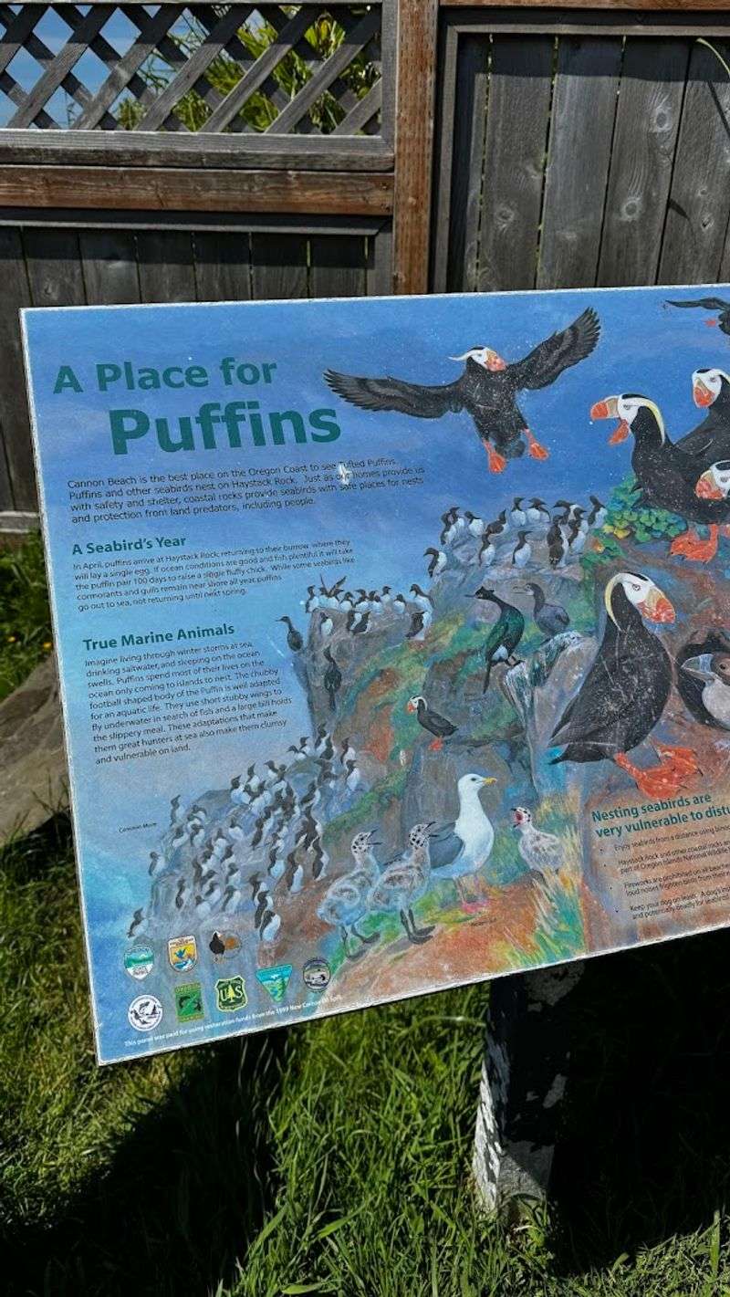 Tufted Puffins: The Rock's Most Famous Seasonal Residents
