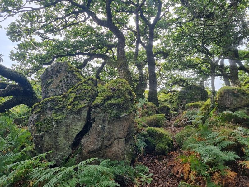 Ty Canol Wood, Wales