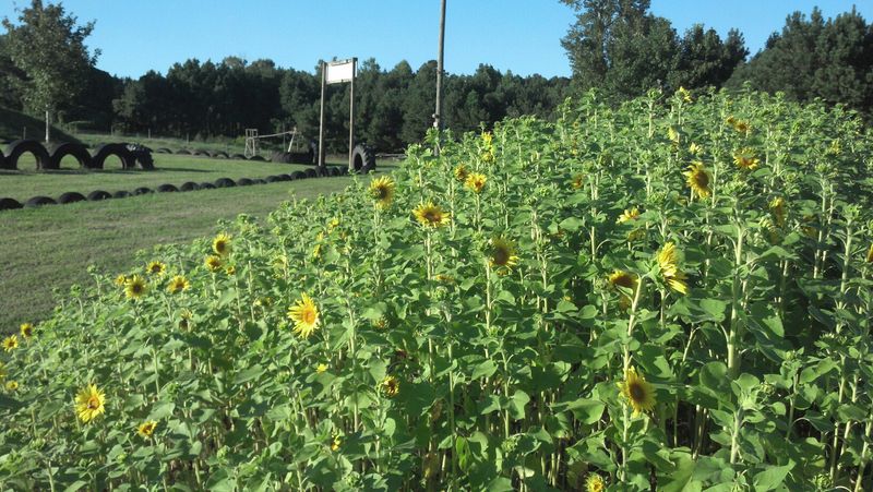 U-Pick Flowers, Camping, and Year-Round Reasons to Return U-Pick Flowers, Camping, and Year-Round Reasons to Return