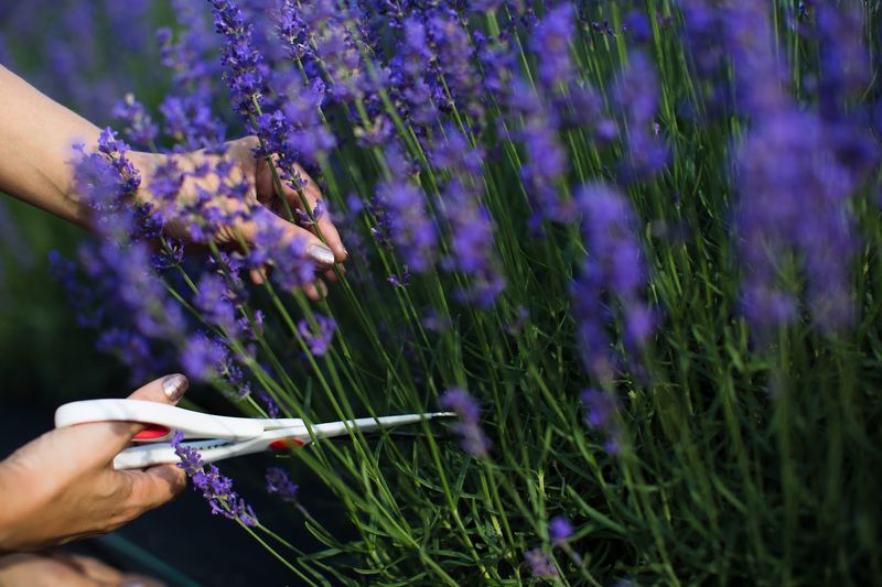 U-Pick Lavender and the Joy of Cutting Your Own Bouquet U-Pick Lavender and the Joy of Cutting Your Own Bouquet