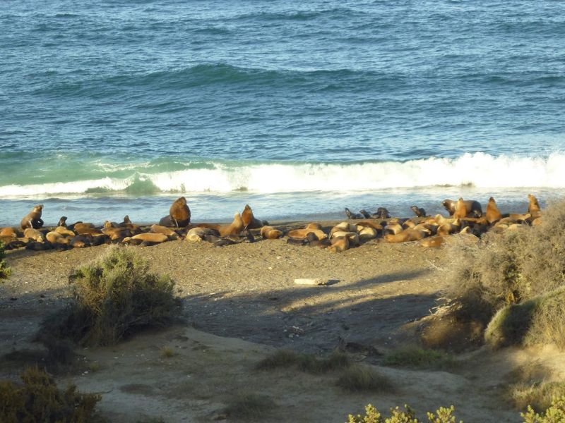 Valdés Peninsula, Argentina Valdés Peninsula, Argentina