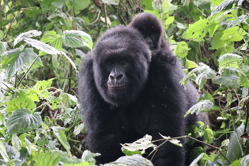Virunga National Park - DR Congo