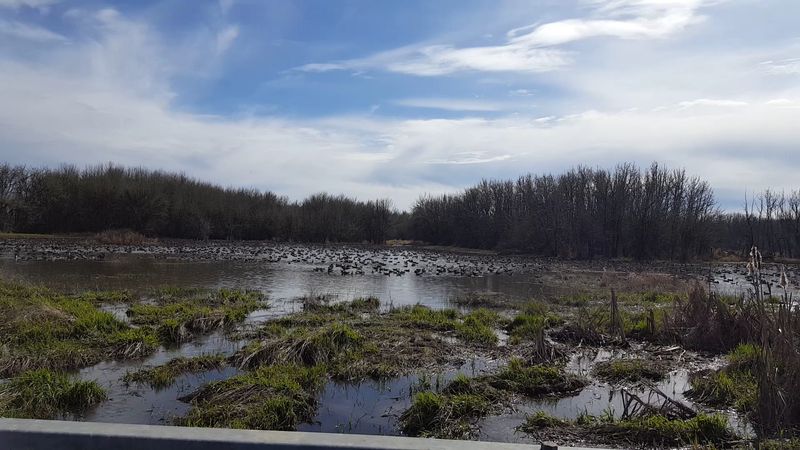 Visit Finley National Wildlife Refuge