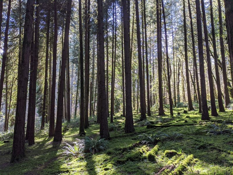 Visit Peavy Arboretum