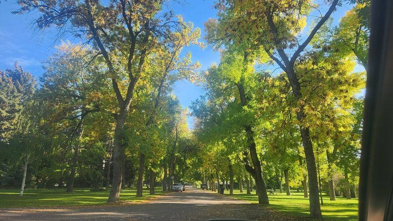 Walking Paths Beneath a Century-Old Canopy Walking Paths Beneath a Century-Old Canopy