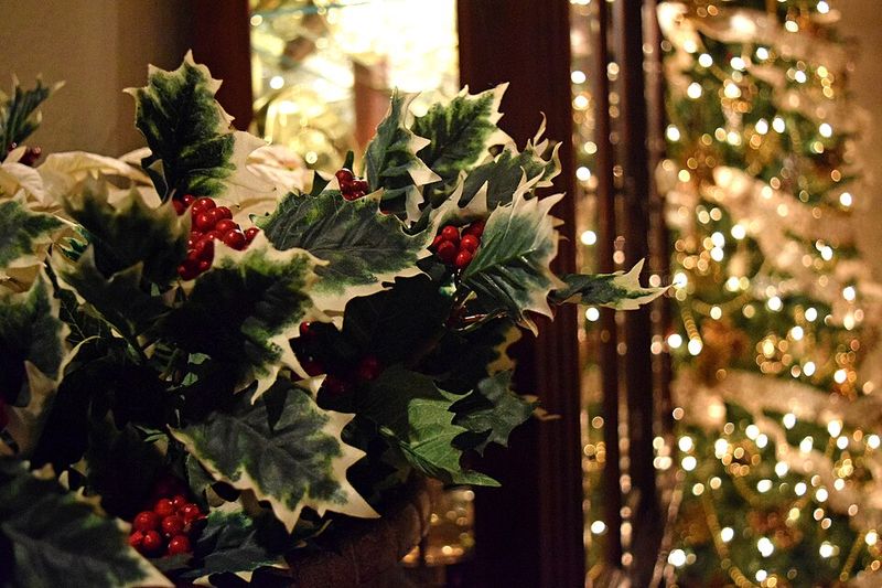 Wearing Holly During Winter