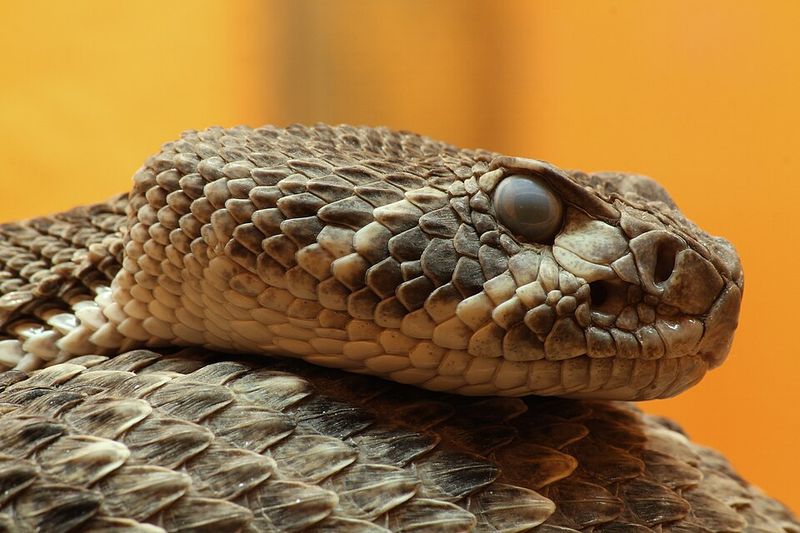 Western Diamondback Rattlesnake