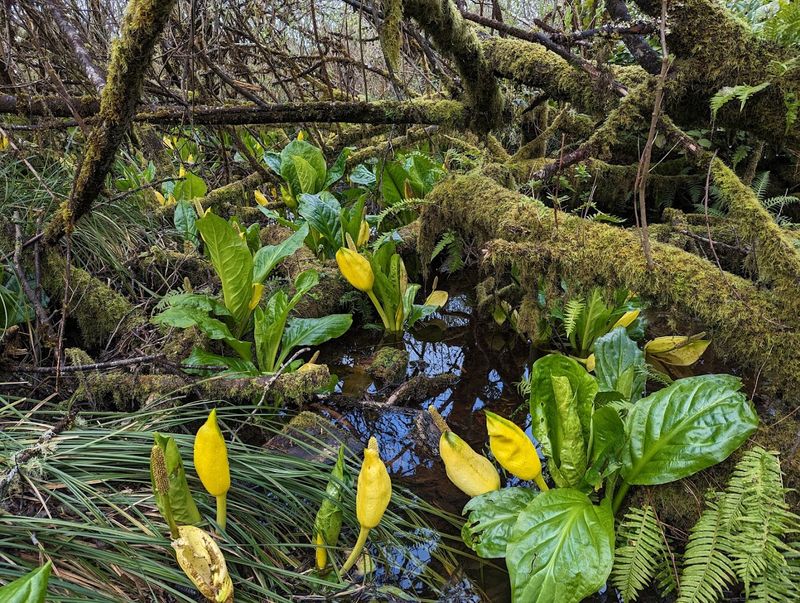 Wetlands, Skunk Cabbage, and a Creek You Did Not Expect