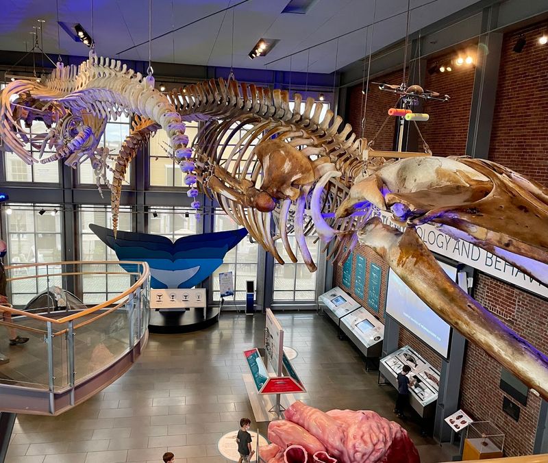 Whale Skeletons and Marine Specimens That Stop You Mid-Step