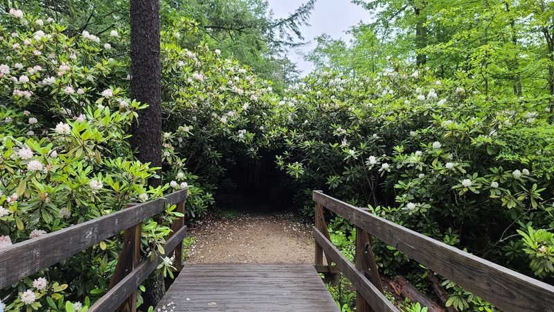 What 16 Acres of Wild Rhododendrons Actually Looks Like What 16 Acres of Wild Rhododendrons Actually Looks Like