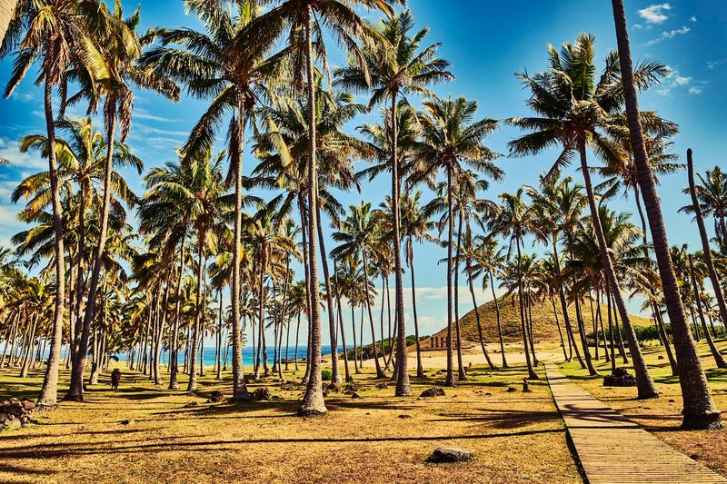 What Caused the Island's Ecological Collapse?