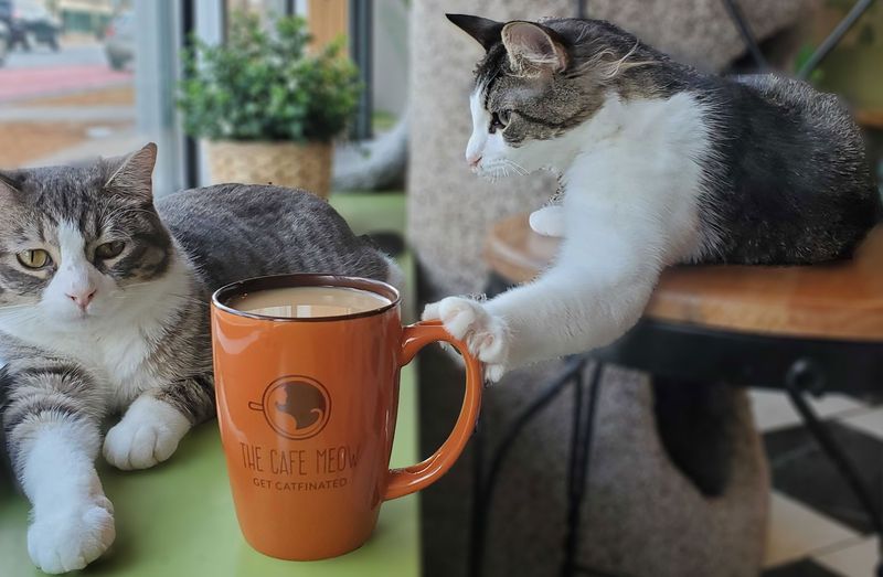 What Is a Cat Cafe and Why It Works So Well What Is a Cat Cafe and Why It Works So Well
