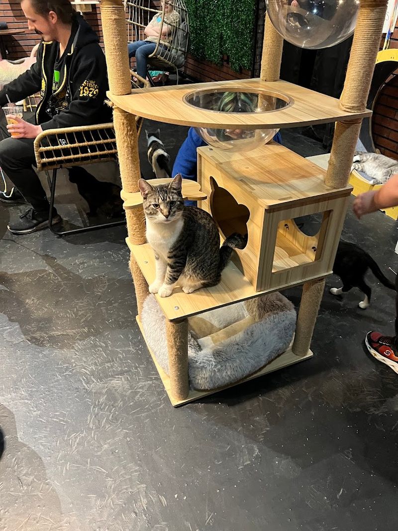 What Makes This Cafe Different from a Regular Coffee Shop