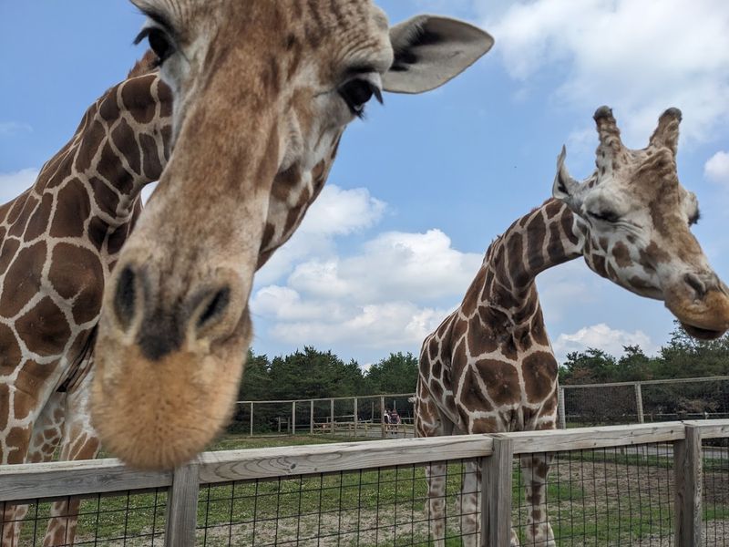 What Safari North Wildlife Park Actually Is What Safari North Wildlife Park Actually Is