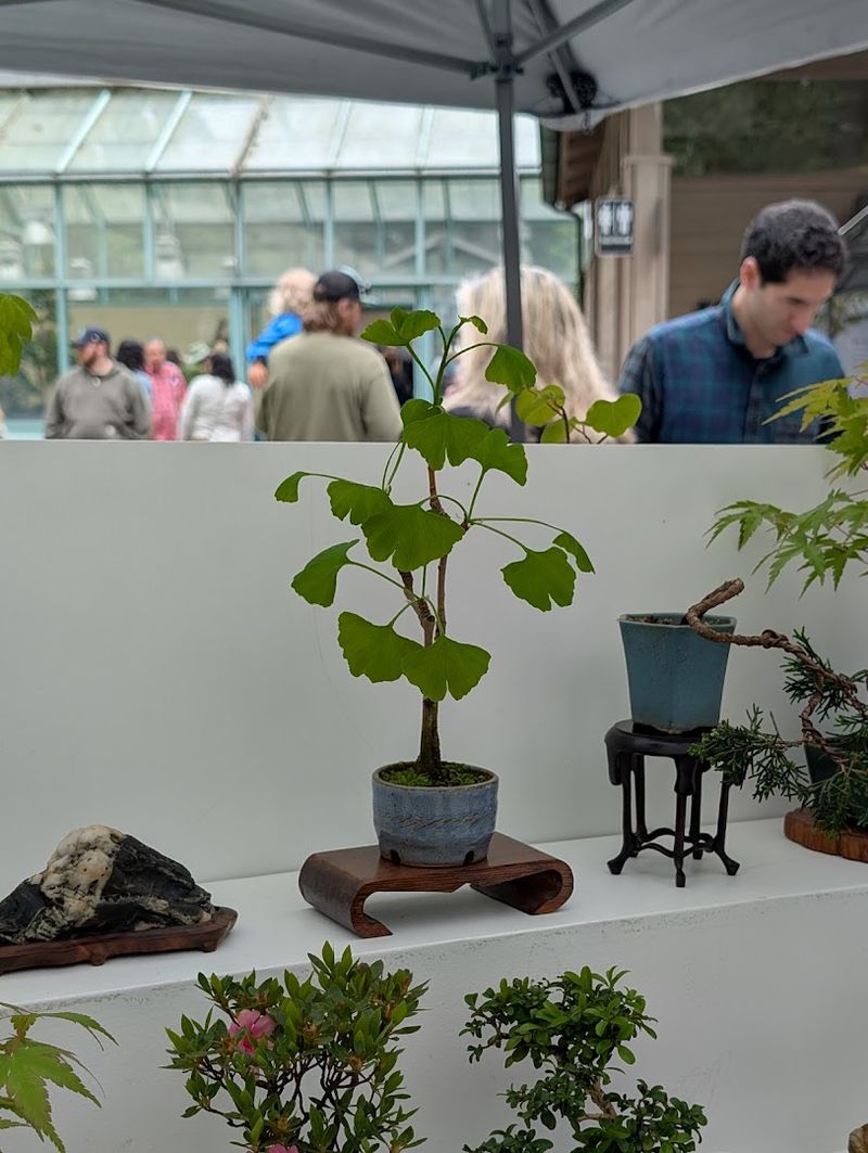 What Sets This Museum Apart From Other Bonsai Exhibits What Sets This Museum Apart From Other Bonsai Exhibits