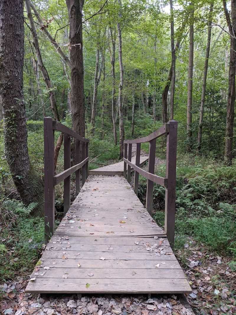 What The Forest Looks And Feels Like Along The Way