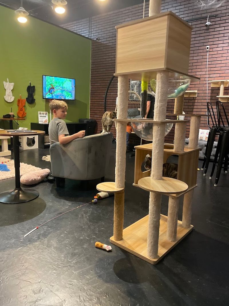What the Chatty Cat Cafe Actually Is