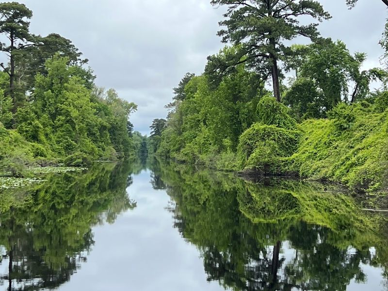 What the Great Dismal Swamp Actually Is What the Great Dismal Swamp Actually Is