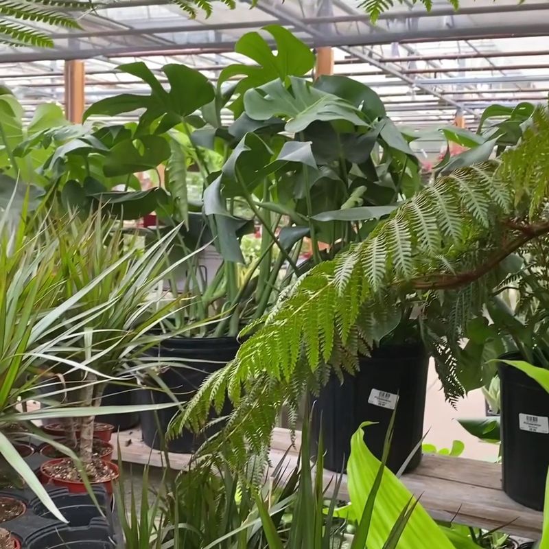 What the Greenhouse Atmosphere Actually Feels Like What the Greenhouse Atmosphere Actually Feels Like