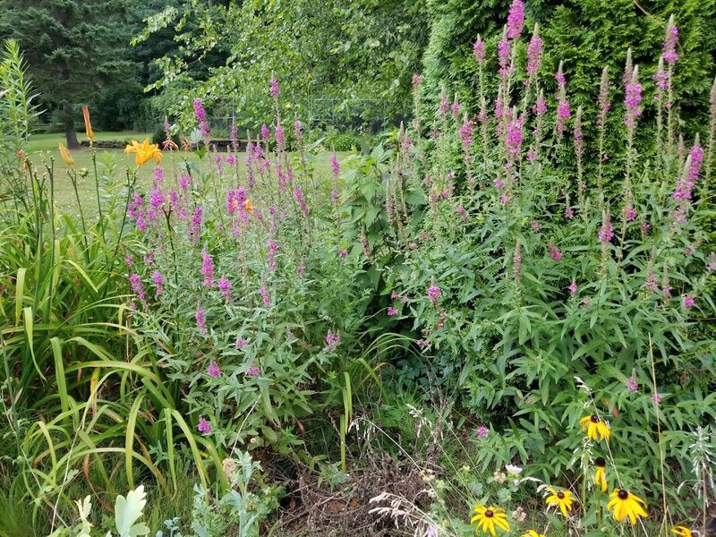 What the Herb Garden and Butterfly Garden Add to the Experience