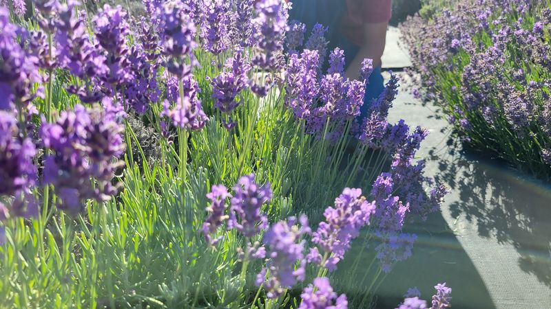 What the Lavender Actually Looks and Smells Like Up Close What the Lavender Actually Looks and Smells Like Up Close