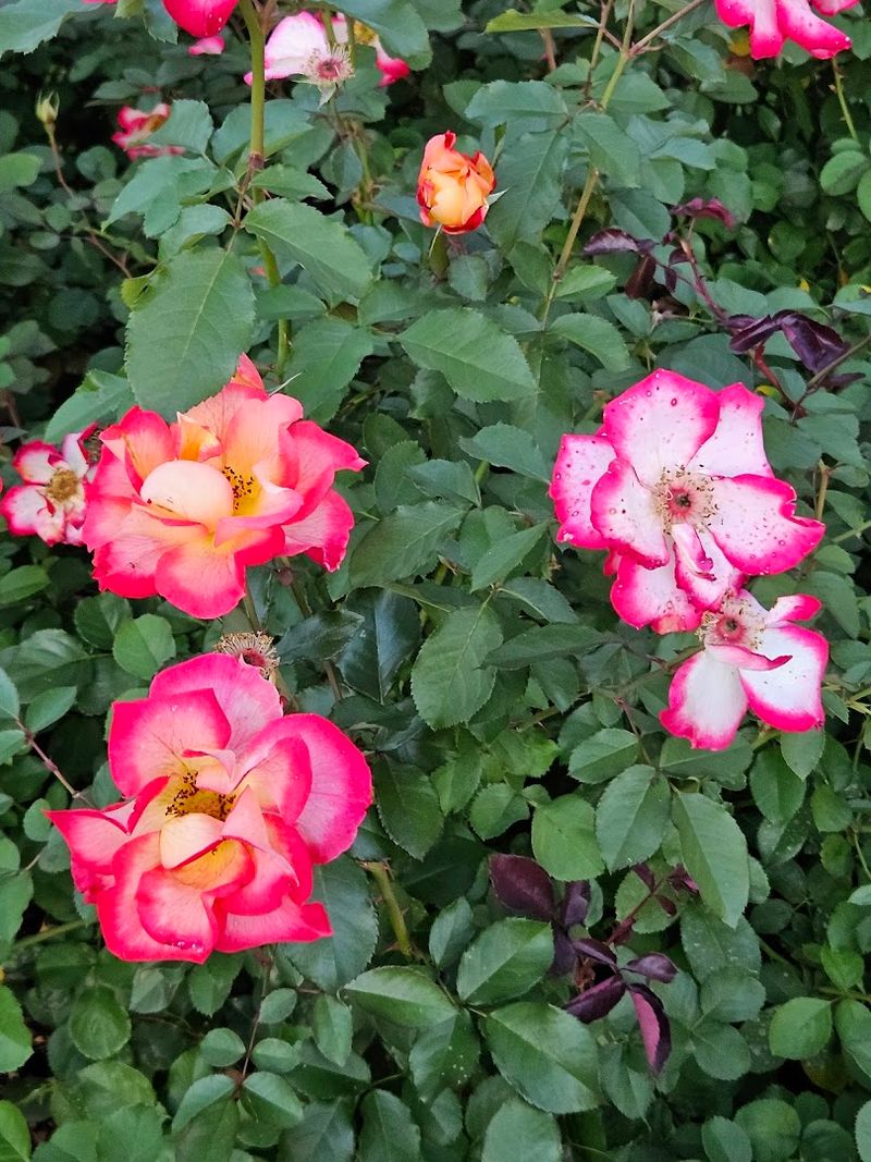What the Roses Actually Look Like Up Close