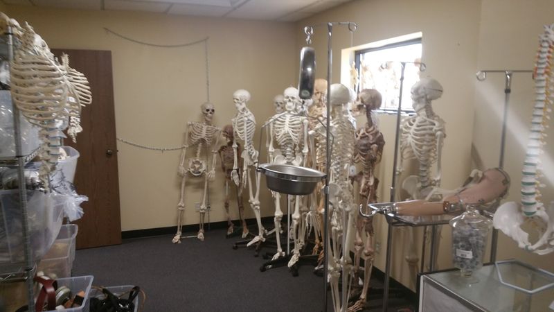 What the Skeleton Collection Actually Looks Like