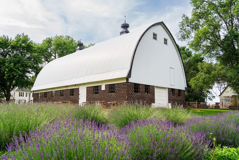 Where Exactly This Purple Paradise Lives