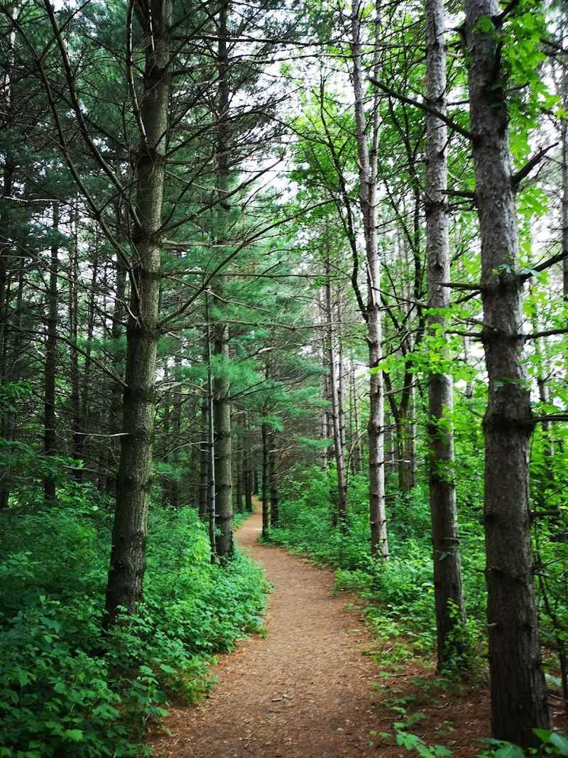 Where the Wild Things Are, Just Off Cliff Road