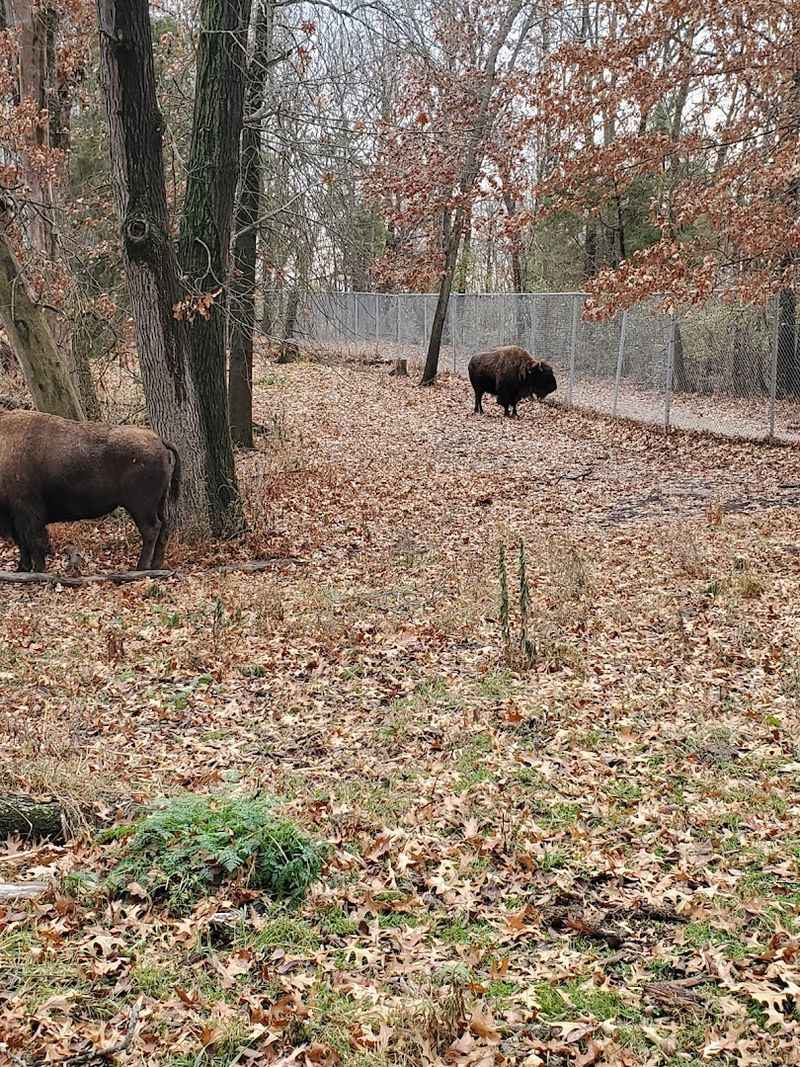 Why Buffalo Rock Stays With You Long After You Leave Why Buffalo Rock Stays With You Long After You Leave