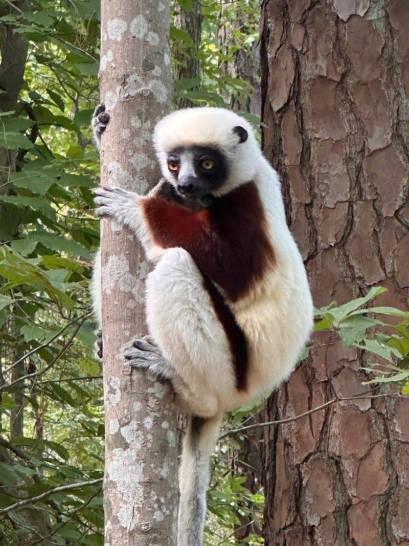 Why Madagascar's Most Beloved Animals Need a North Carolina Home Why Madagascar's Most Beloved Animals Need a North Carolina Home