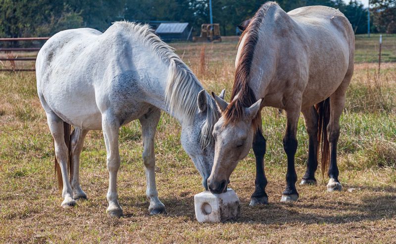 Why Mowdy Ranch Stays With You Long After You Leave
