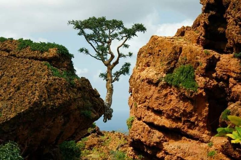 Why Socotra Matters and What Comes Next Why Socotra Matters and What Comes Next