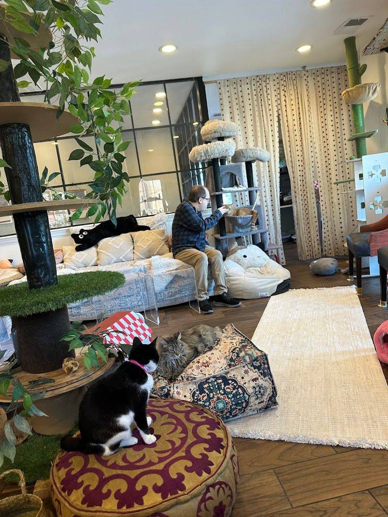 Why This Place Stands Out Among Cat Cafes Why This Place Stands Out Among Cat Cafes