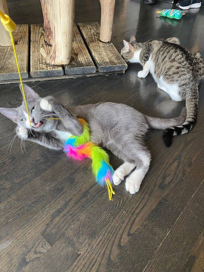 Why This Place Stands Out Among Cat Cafes