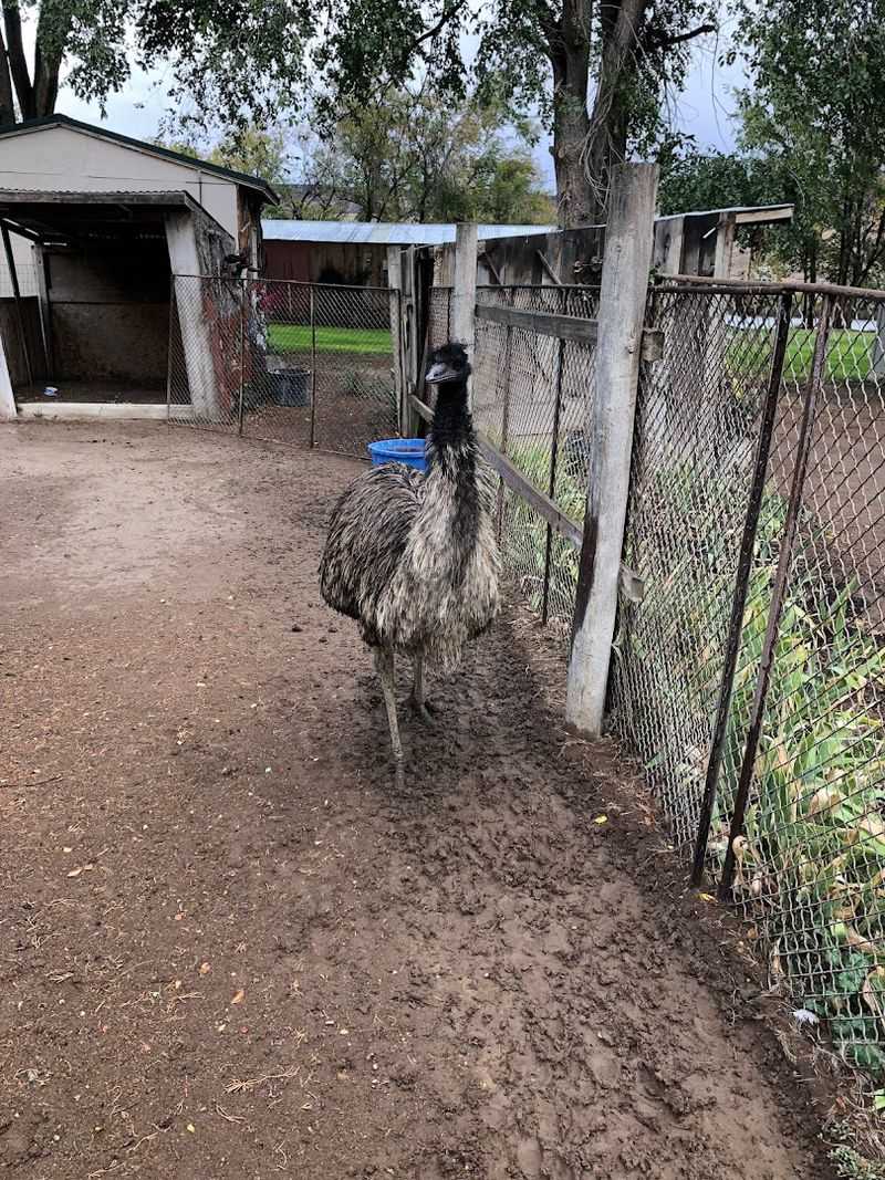 Why an Emu Gave the Museum Its Name Why an Emu Gave the Museum Its Name