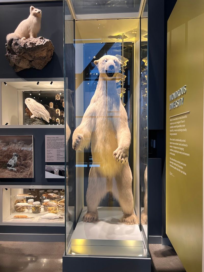 Why the Bell Museum Stays With You Long After You Leave Why the Bell Museum Stays With You Long After You Leave