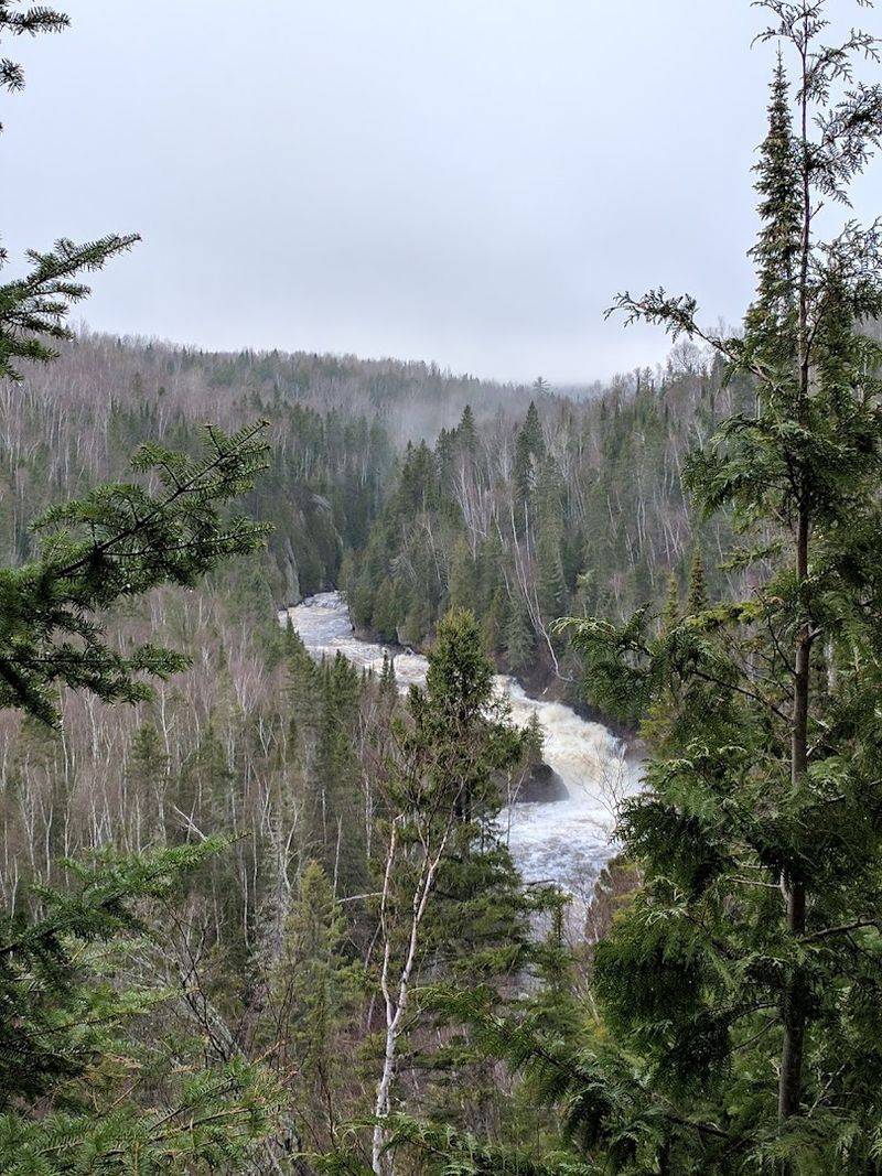 Why the Forest Feels Like the Pacific Northwest Why the Forest Feels Like the Pacific Northwest