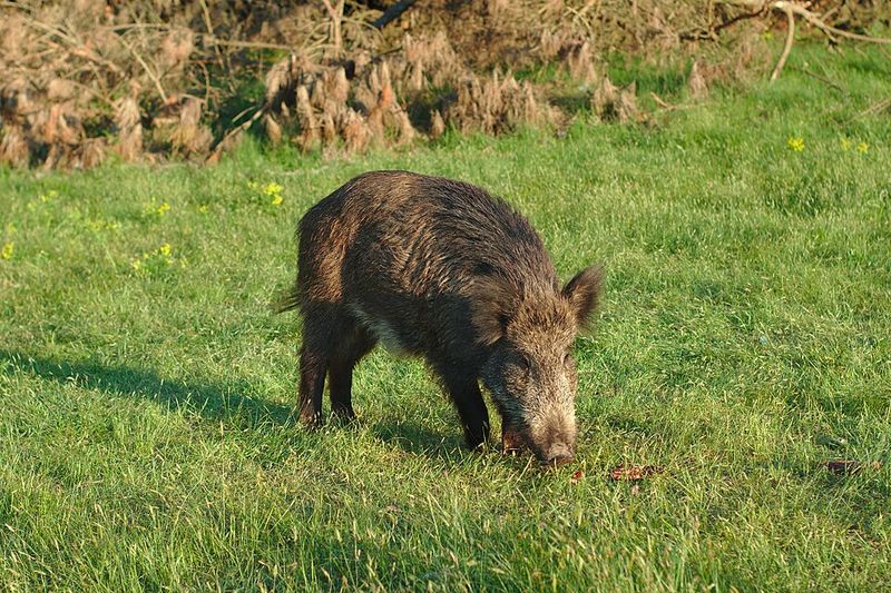 Wild Boar