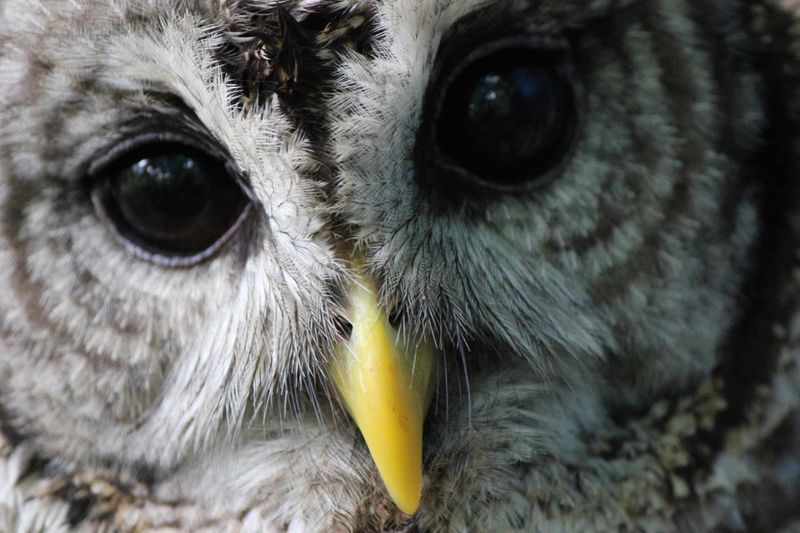 Wild Heart Ranch Wildlife Center — Claremore, Oklahoma