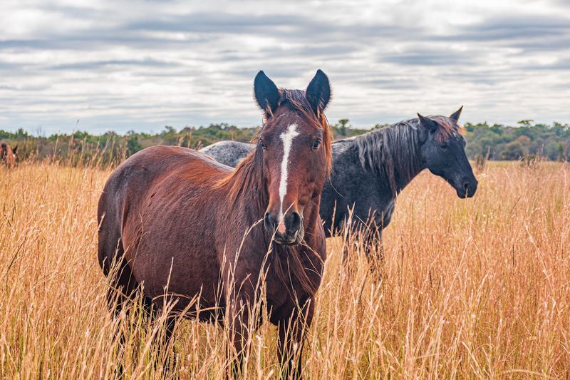 Wild Mustangs and Their Surprising History in America