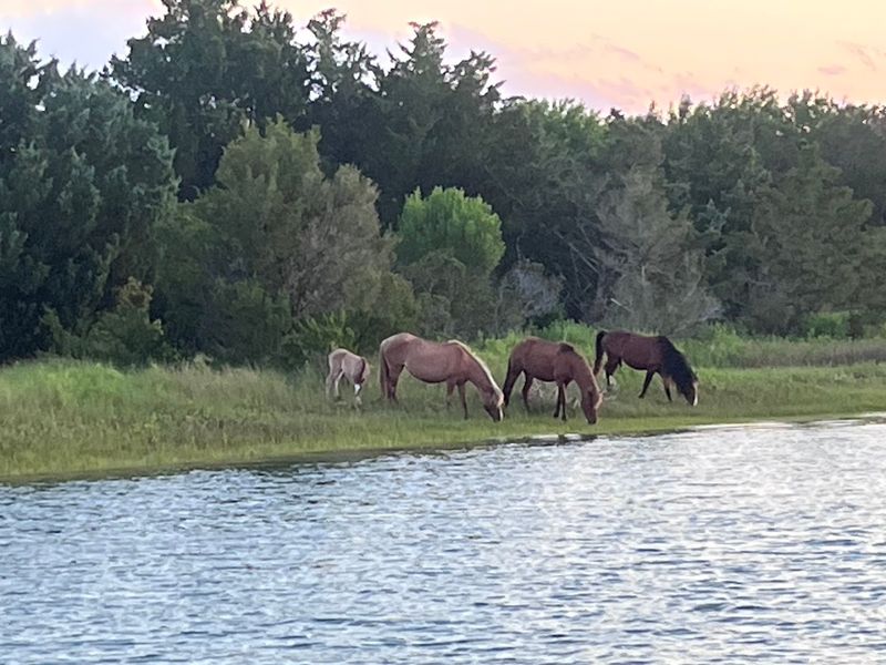 Wild Ponies and Dolphins: The Natural Bonus Round