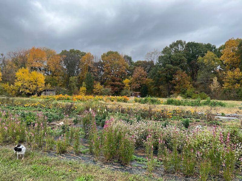 Wildflower-Filled Countryside Farms Across Central Illinois Wildflower-Filled Countryside Farms Across Central Illinois