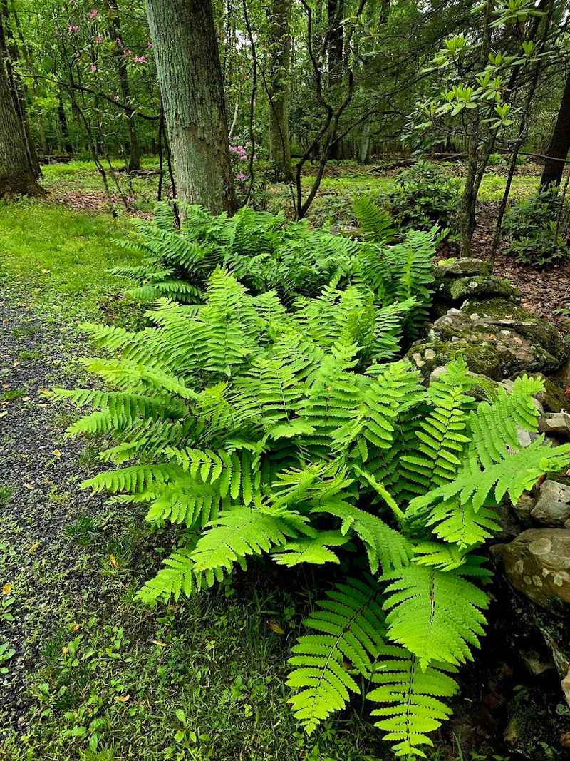 Wildflowers, Ferns, and the Understory Worth Slowing Down For