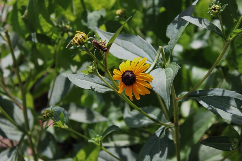 Wildflowers That Bloom From Spring Through Fall