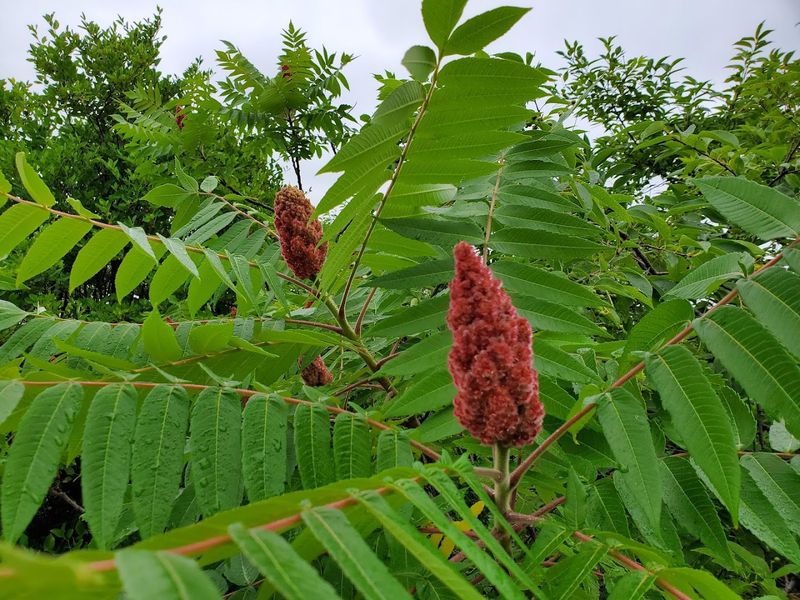 Wildflowers, Wildlife, and Coastal Plants