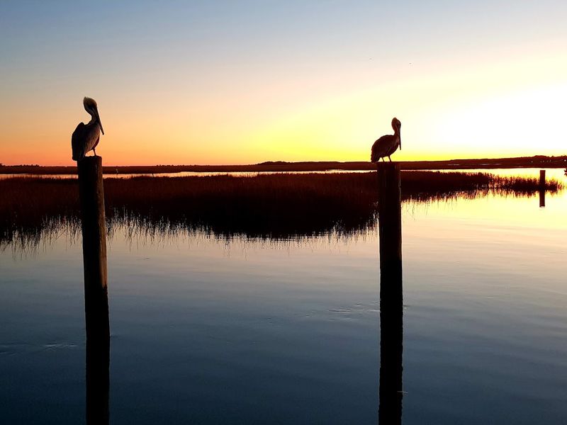 Wildlife Along The Water's Edge
