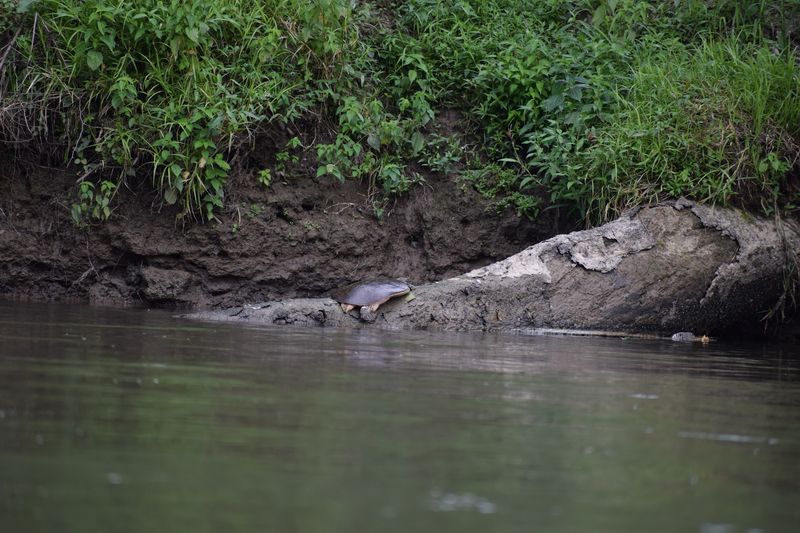 Wildlife Along the Banks That Will Surprise You Wildlife Along the Banks That Will Surprise You